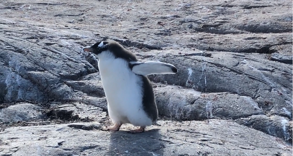 Penguinbaby.png