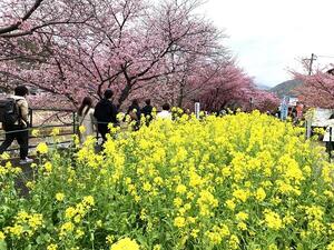 写真５桜と菜の花のコラボ.jpg