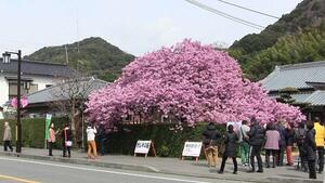 写真１河津桜の原木.jpg