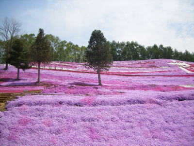 ひがしもこと芝桜公園
