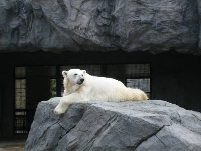 旭山動物園