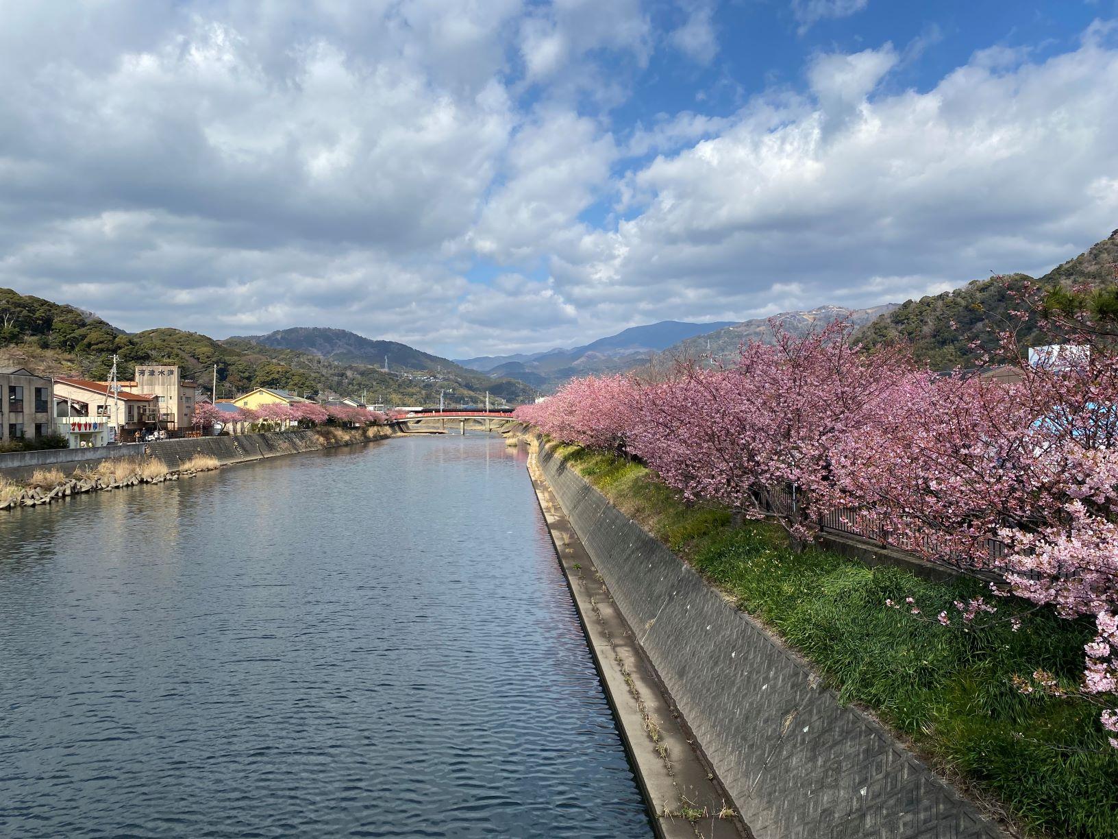 THE BEST CHERRY BLOSSOMS IN JAPAN - KAWAZU SAKURA