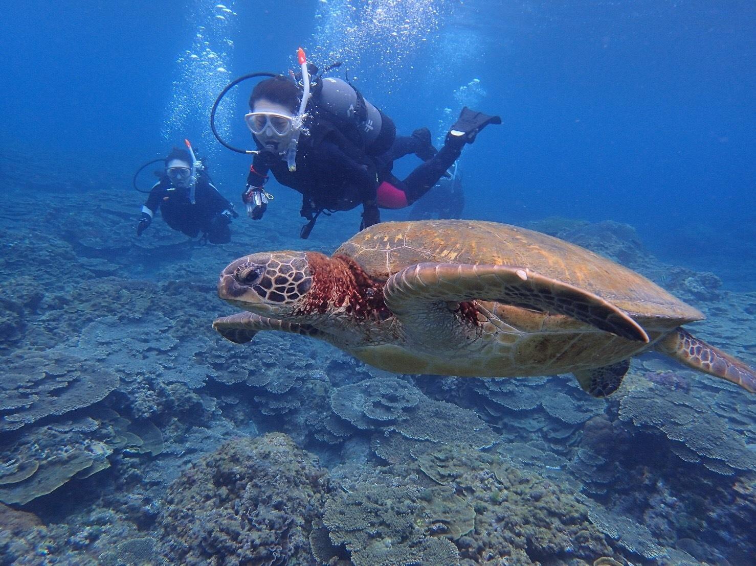 SMALL ISLAND DISCOVERY - Diving with Turtles on Hachijojima Island