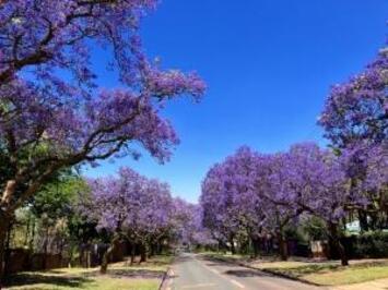 フレンドツアー　関東発　2025年10月16日出発　エミレーツ航空利用　感動の南部アフリカ11日間（コース番号：FE002）