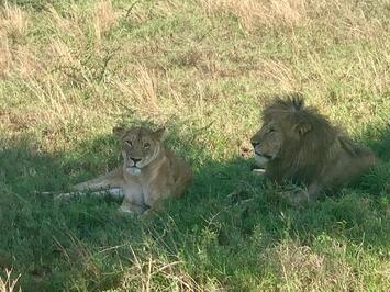フレンドツアー　関西発　2025年10月13日出発　  カタール航空利用  遥かなるセレンゲティ憧れのタンザニア9日間【コースコード：FE693】