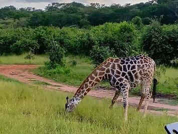 フレンドツアー　関西発　2026年2月22日出発　  エミレーツ航空利用   感動の南部アフリカ10日間【コースコード：FE020】
