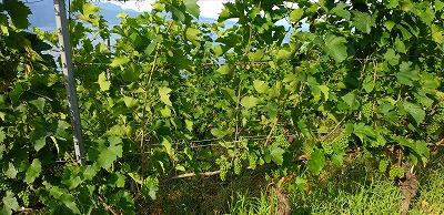FE223_20250713_OSA_IMG_20250719_091856.jpg