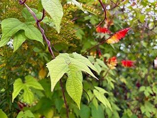FE321250911IMG_5983.jpg