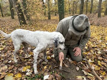 フレンドツアー　関東発　2025年10月30日出発　＜エミレーツ航空利用＞アルバのトリュフ祭りを訪れる9日間（コース番号：FE005）
