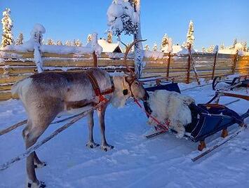 フレンドツアー　関西発・関東発　2026年2月23日出発　  フィンエアー利用　憧れのオーロラキャビンに２連泊　北欧 神秘のオーロラ８日間【コースコード：FE065】  