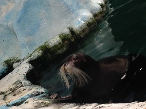 F605AYC_20160211TYO_5ﾄﾛﾑｿ水族館.jpg