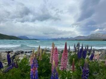 フレンドツアー　関東発　2025年11月16日出発　ニュージーランド航空利用　花と緑のニュージーランド大自然紀行９日間（コース番号：FZ793）