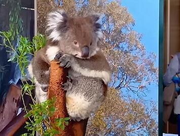 フレンドツアー　関西発　2025年11月7日出発　 キャセイパシフィック航空利用　美しい自然と動物たちとの出会い　西オーストラリア・パース　８日間　【コースコード：FZ183】