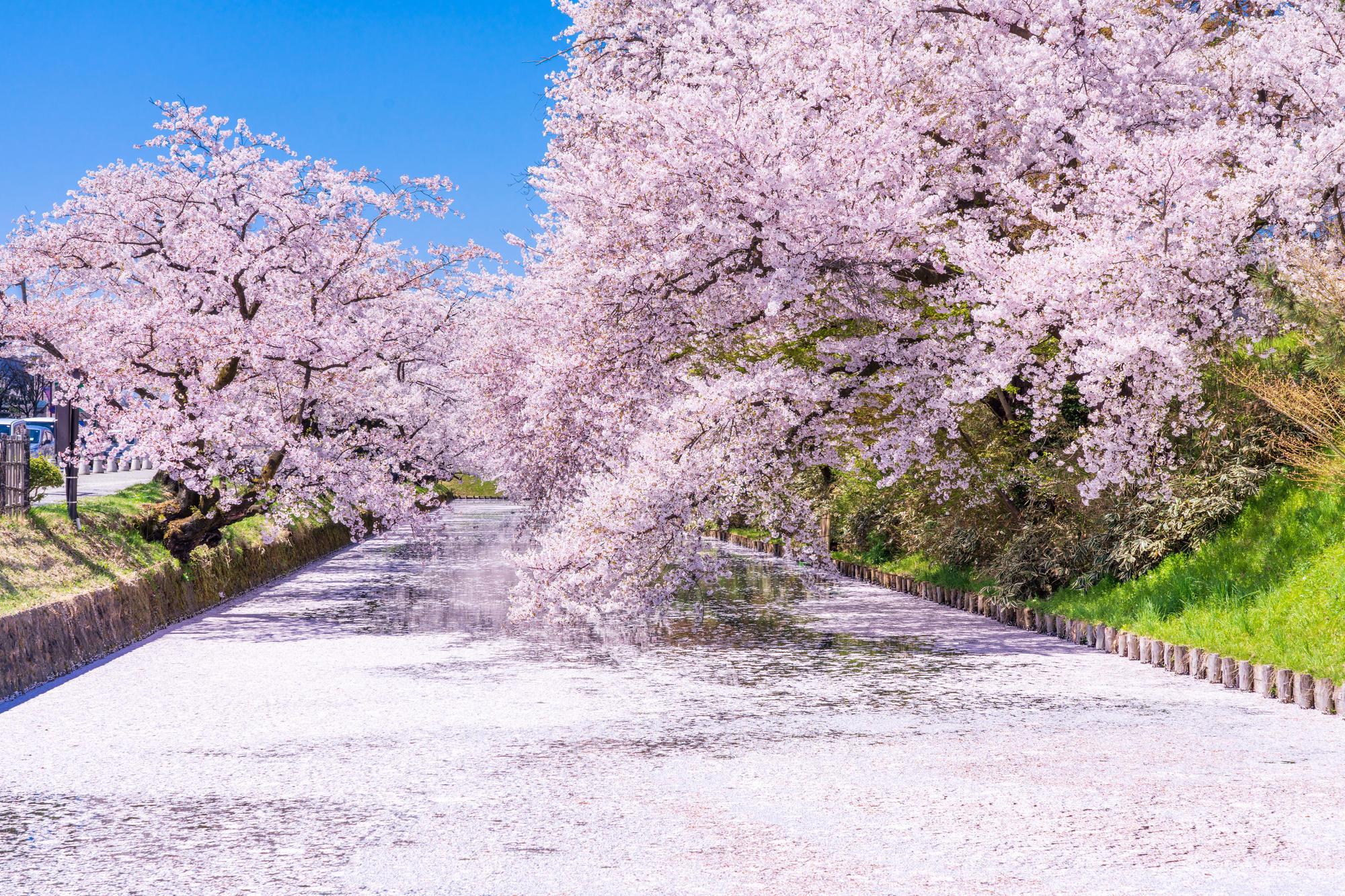 青森・弘前公園の桜.jpg