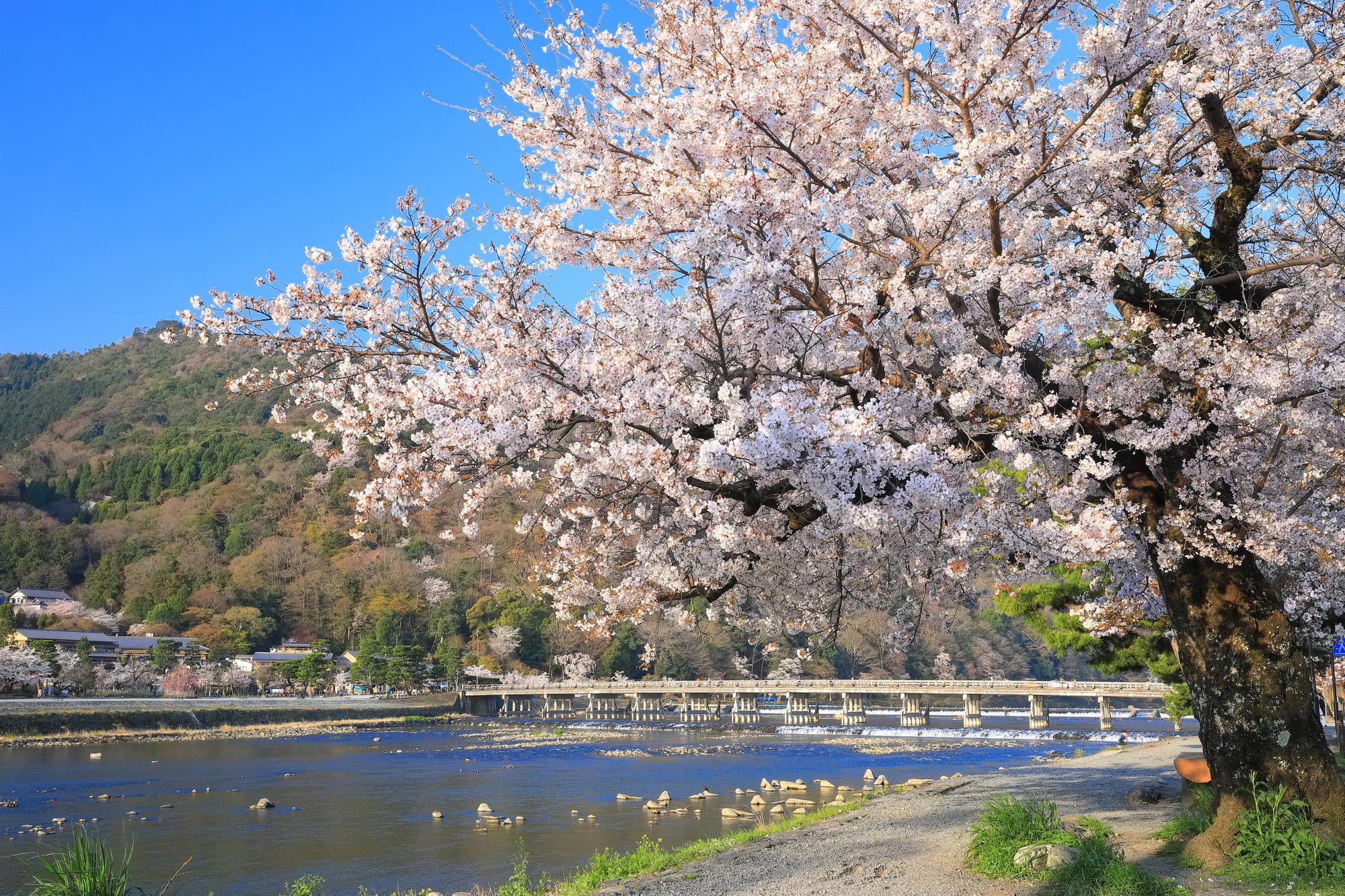 京都・嵐山の桜.jpg