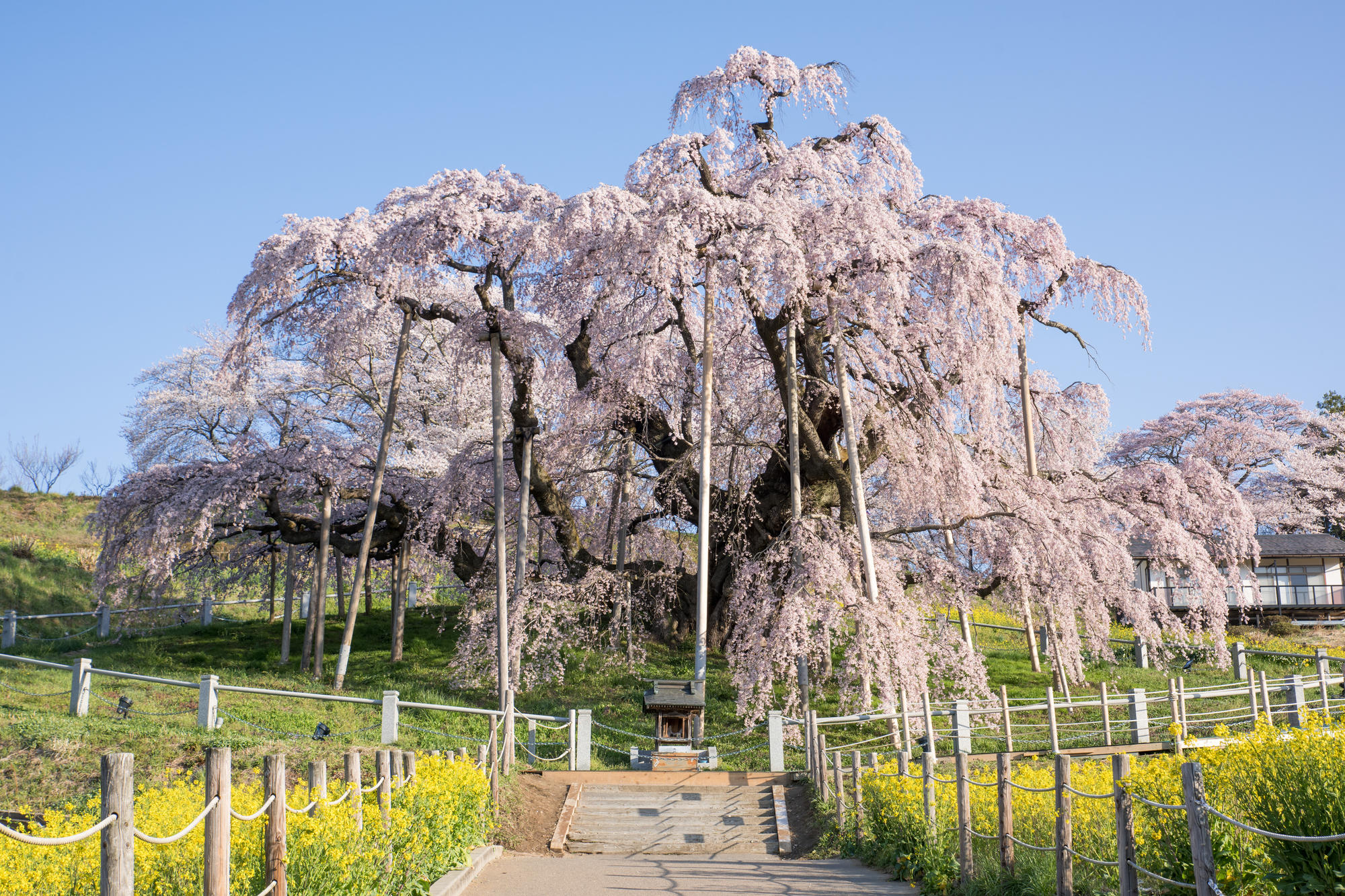 ヤマザクラやカワヅザクラ、そして日本三大桜の知名度は？～阪急交通社が桜の木やお花見に関する調査結果を公開～