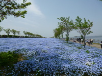 01_nemophila.JPG