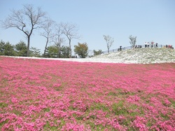 05_shiba-sakura.jpg