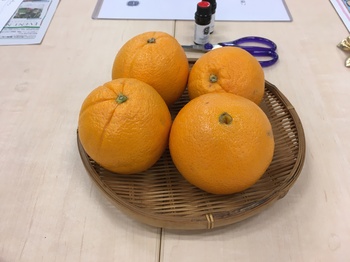 03_orange.JPG