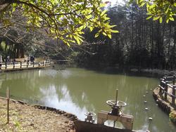 01_公園の池.JPG