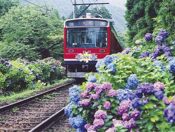 アジサイ列車.jpg