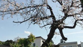 ９．立派な桜2.jpg