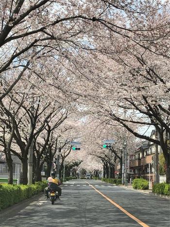 11桜のトンネル　2020年4月撮影.JPG