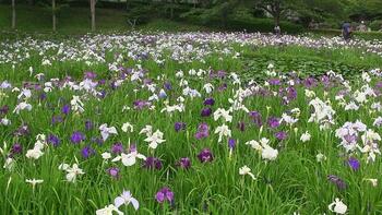 写真２．袖ケ浦公園の花菖蒲（１）.jpg