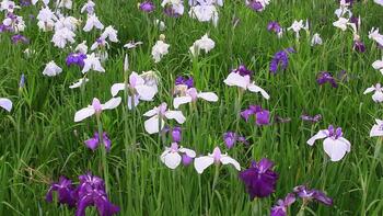 写真３袖ケ浦公園の花菖蒲（２）.JPG