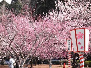 写真１．袖ケ浦公園の梅の花.jpg