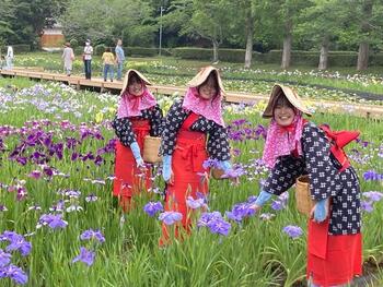 ３花菖蒲花摘み娘.jpg