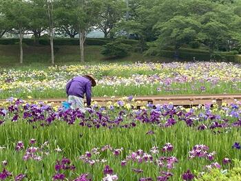 ２花菖蒲まつり全景２.jpg