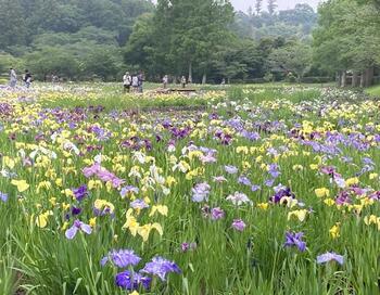 １花菖蒲まつり全景１.jpg