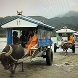 ６．由布島の水牛車 (1).jpg