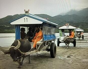 ６．由布島の水牛車 (1).jpg
