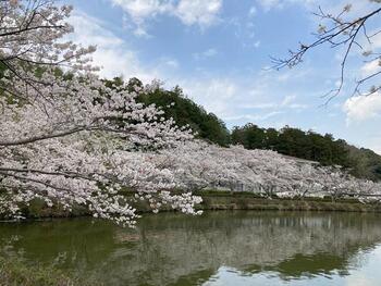 ３．下池周囲の満開のさくら.jpg