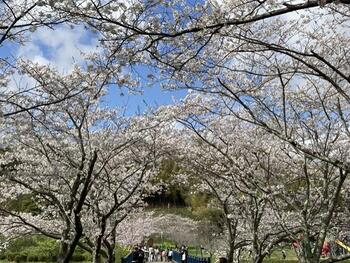 ５．上池のさくらのトンネル.jpg
