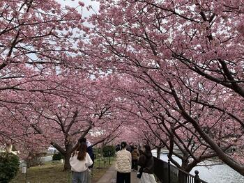 ２０２６年２月の河津さくら .jpg