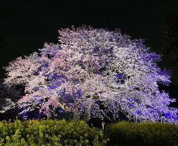 １ー２ライトアップの大俵桜.jpg