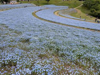 写真３淡いブルーが鮮やかなネモフィラ_(2).jpg